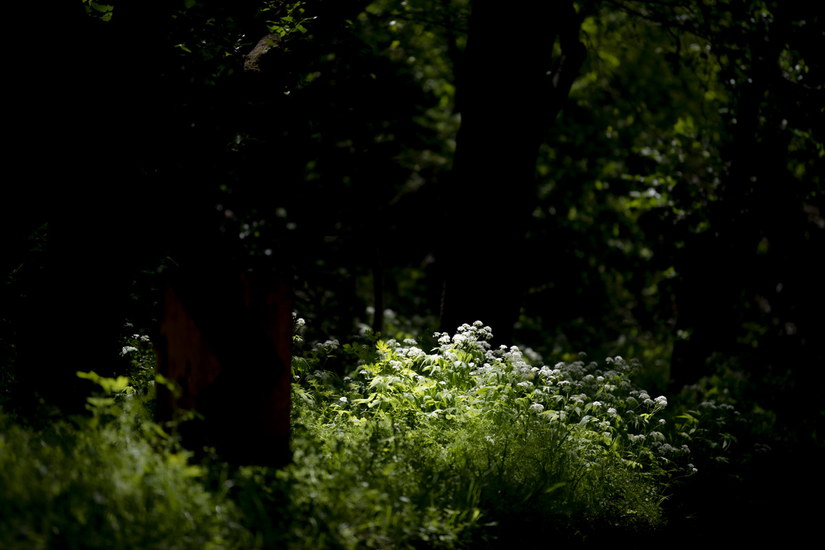 DSC_6040aaa.jpg