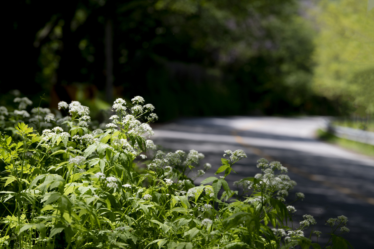 DSC_5990aaa.jpg