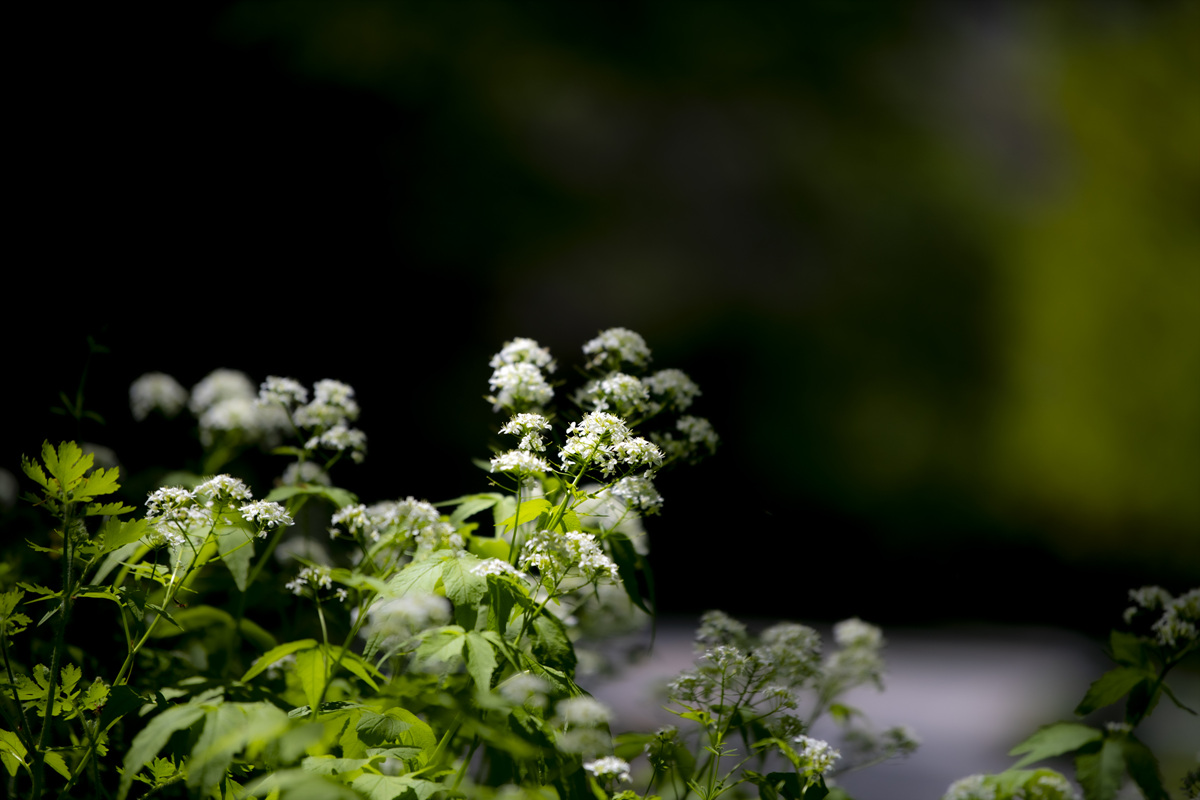 DSC_6009aaa.jpg