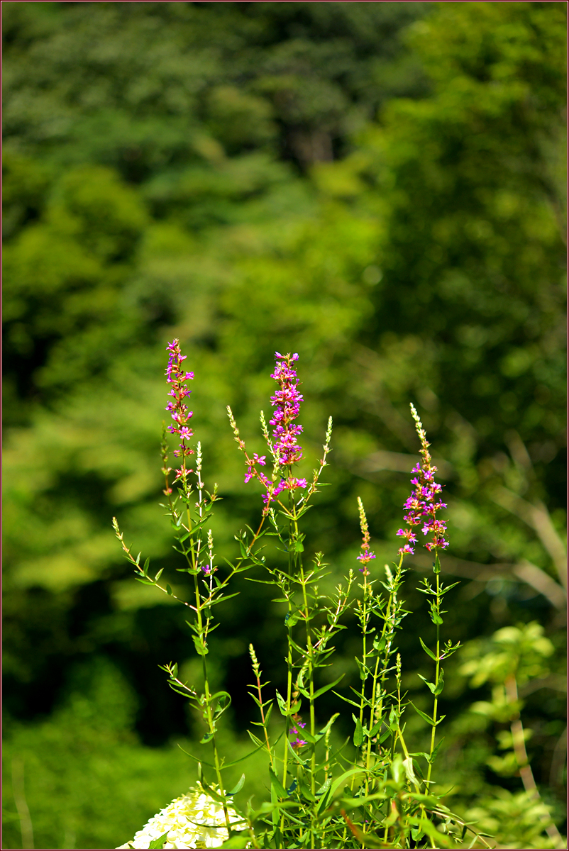 DSC_4424.jpg