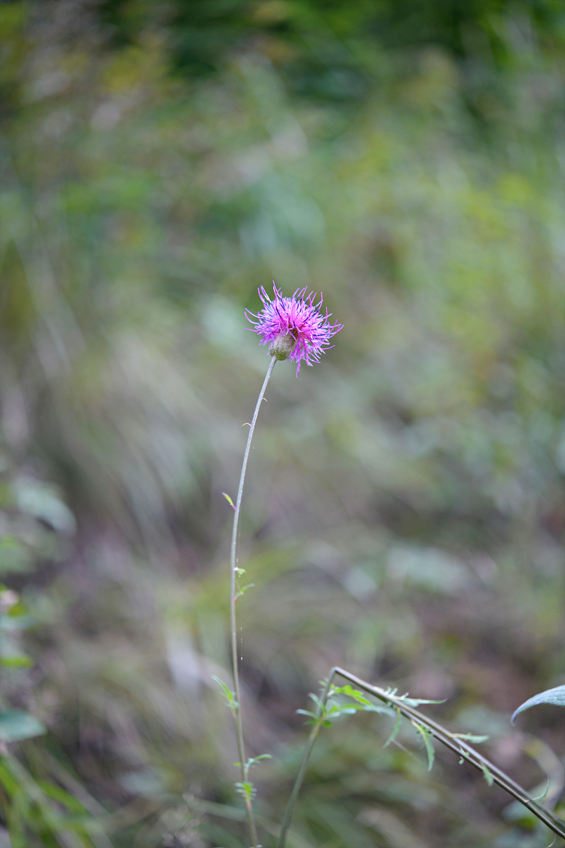 DSC_6020.jpg