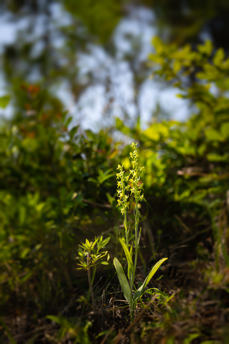 DSC_1275.jpg