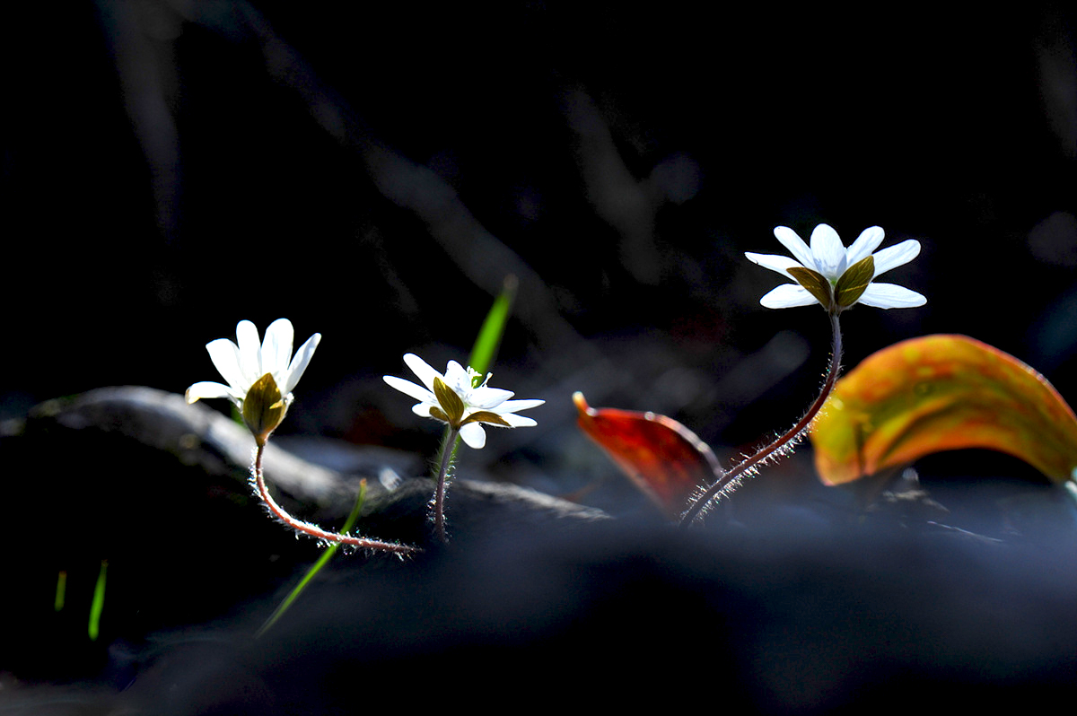DSC_6287s.jpg