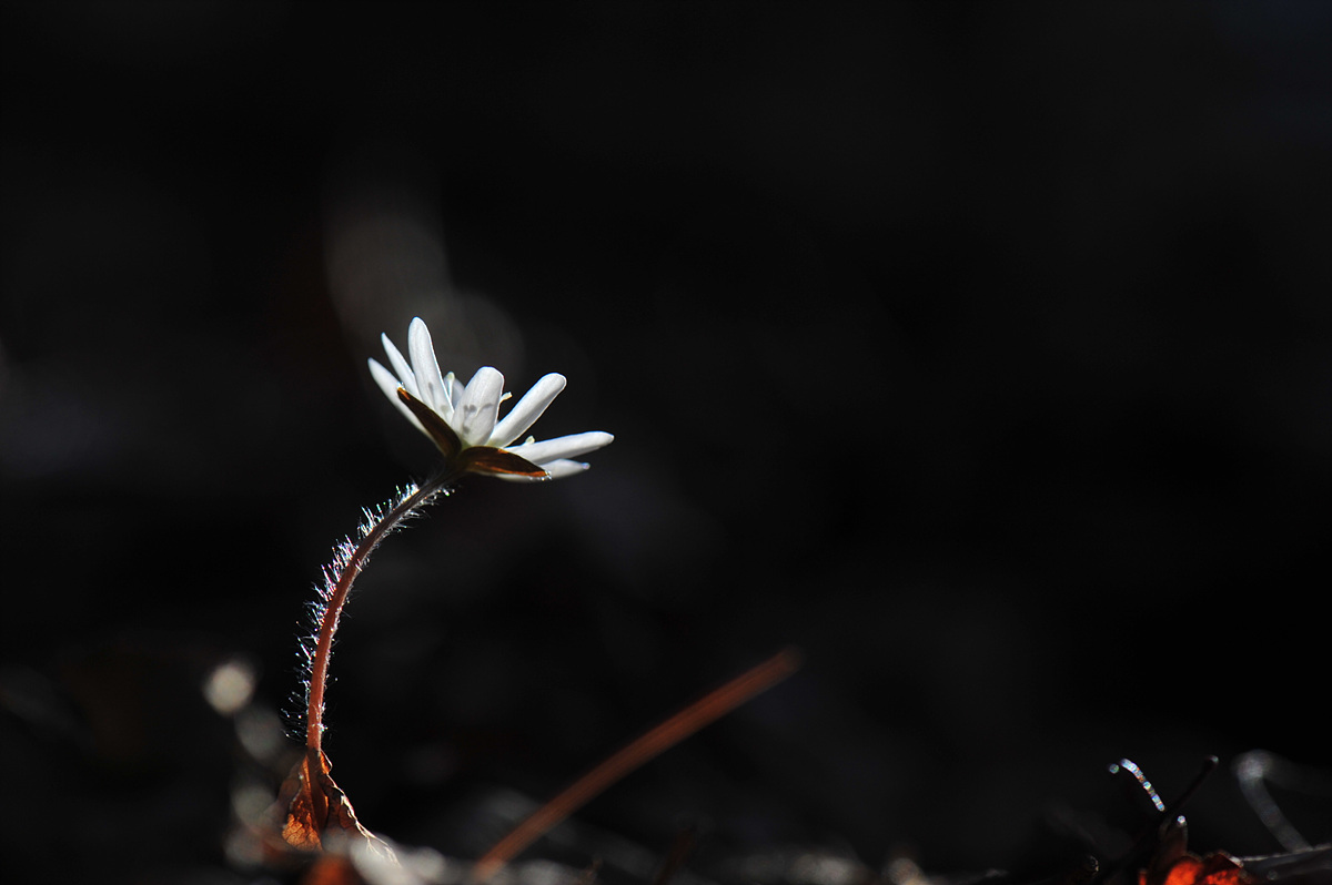 DSC_6270.jpg