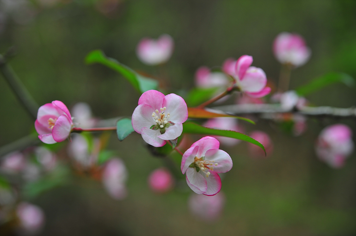 DSC_2268.jpg