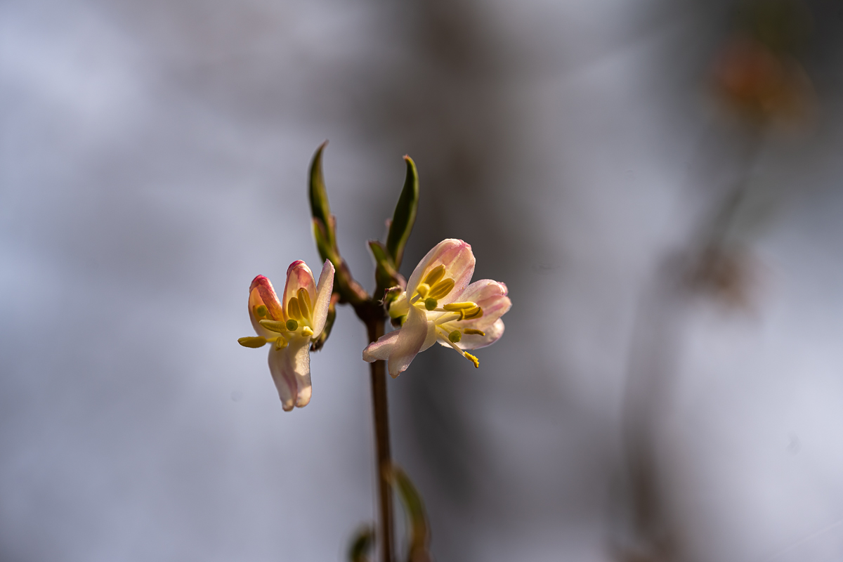 DSC_9054a.jpg