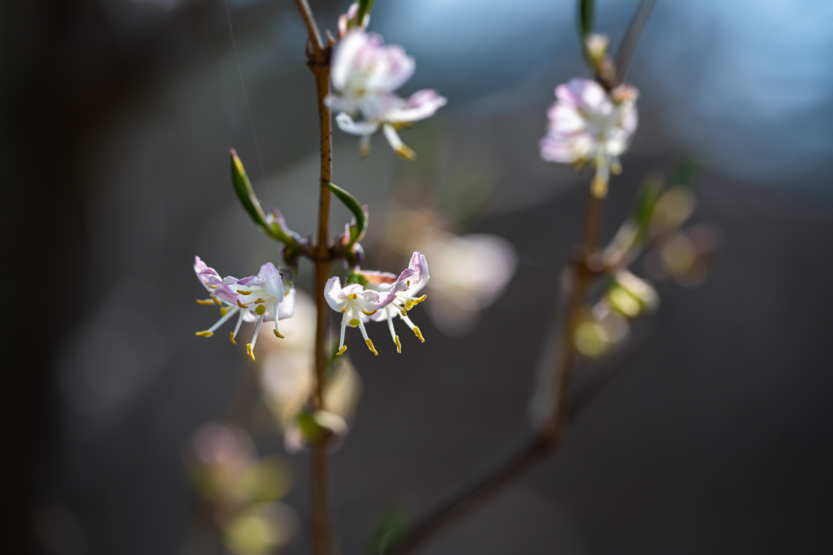 DSC_9062.jpg