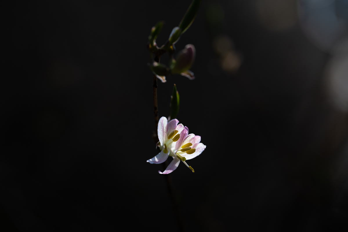 DSC_9052.jpg