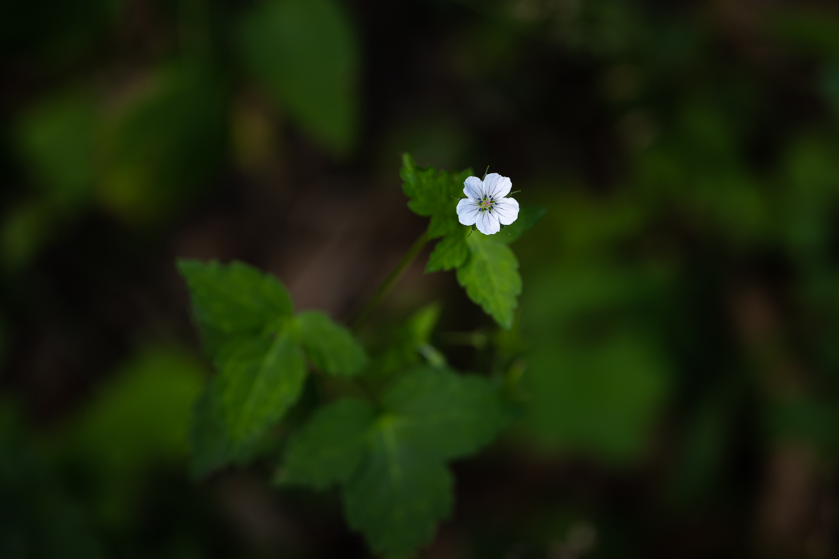 DSC_9247.jpg