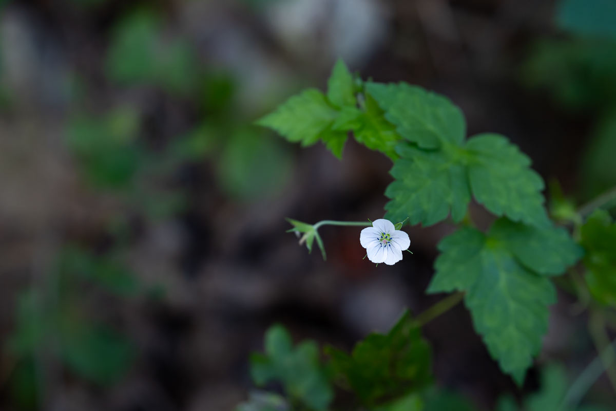 DSC_9238.jpg