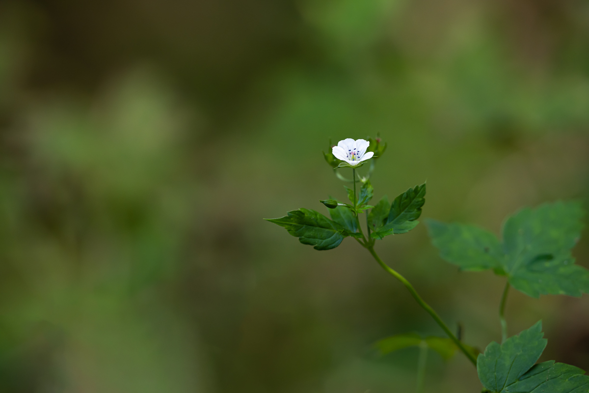 DSC_9242.jpg