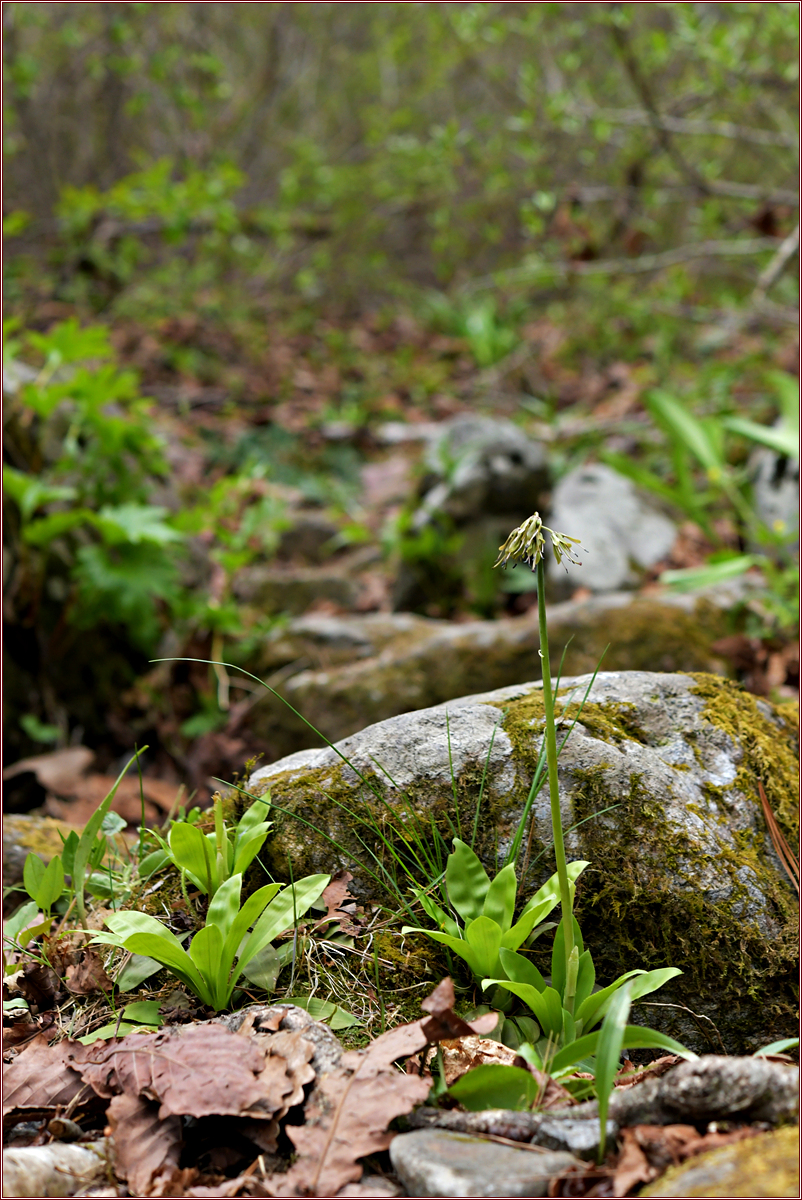 DSC_8631숙은처녀치마.jpg