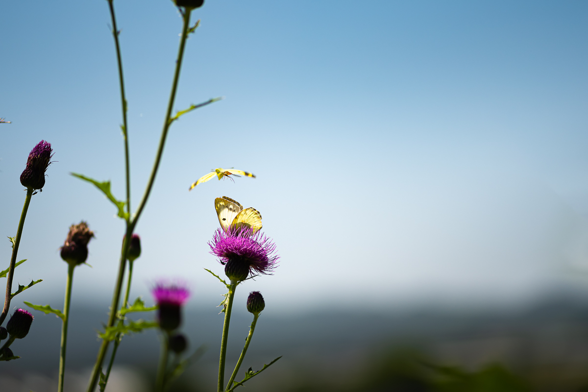 DSC_1092.jpg