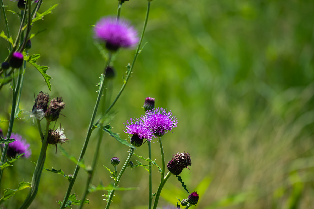 DSC_1115.jpg
