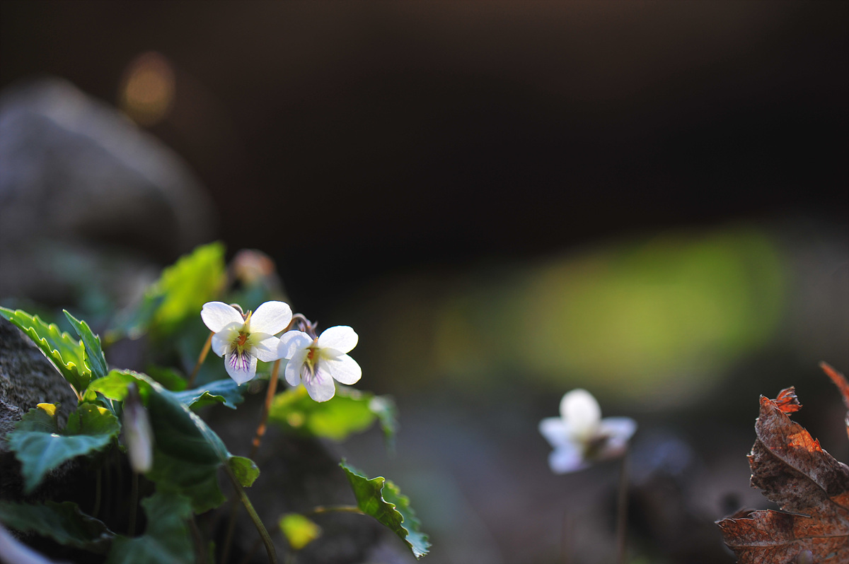 DSC_1331.jpg