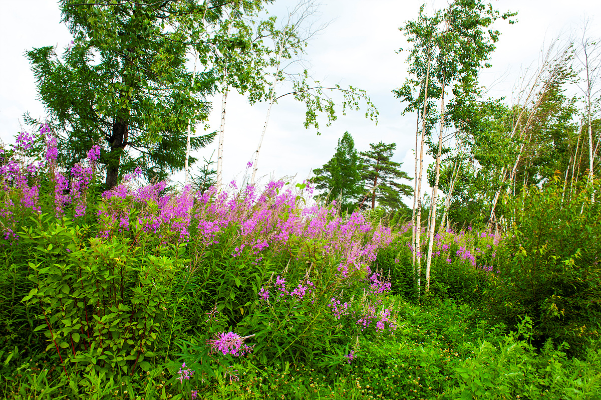 DSC_5231a.jpg