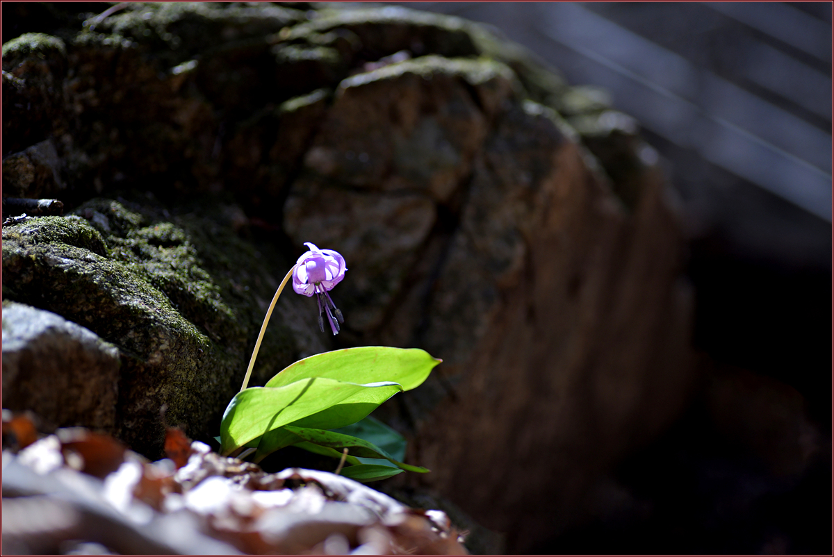 DSC_7907.jpg
