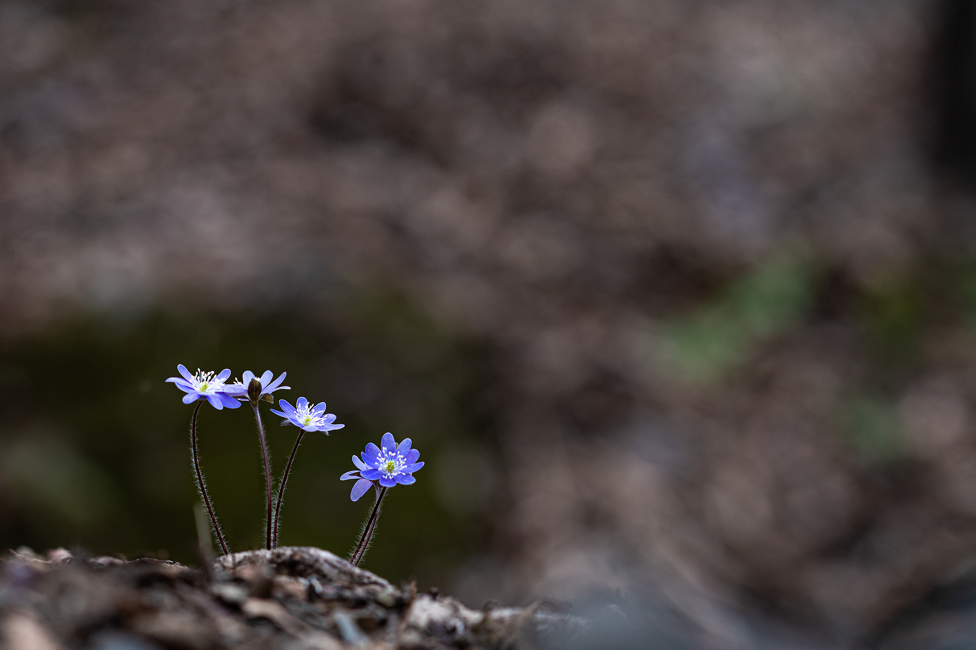 _DSC0912.jpg