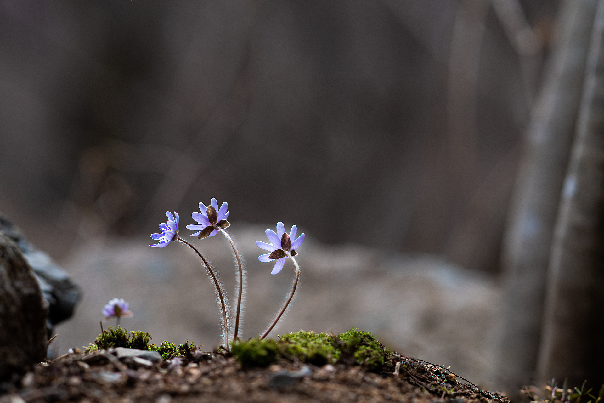 _DSC0869.jpg