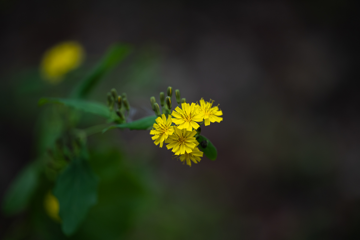 DSC_0314.jpg