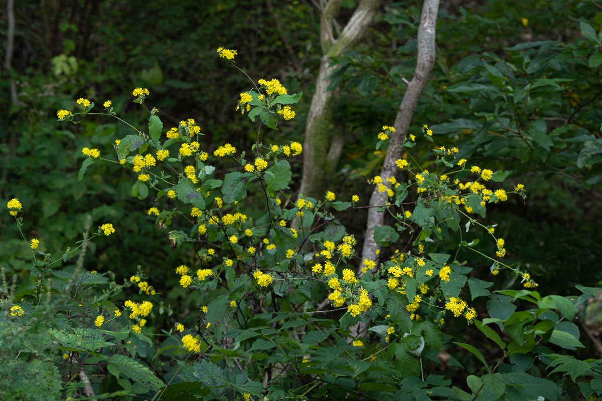 DSC_0301.jpg