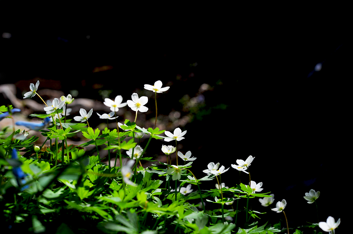 DSC_5774s.jpg