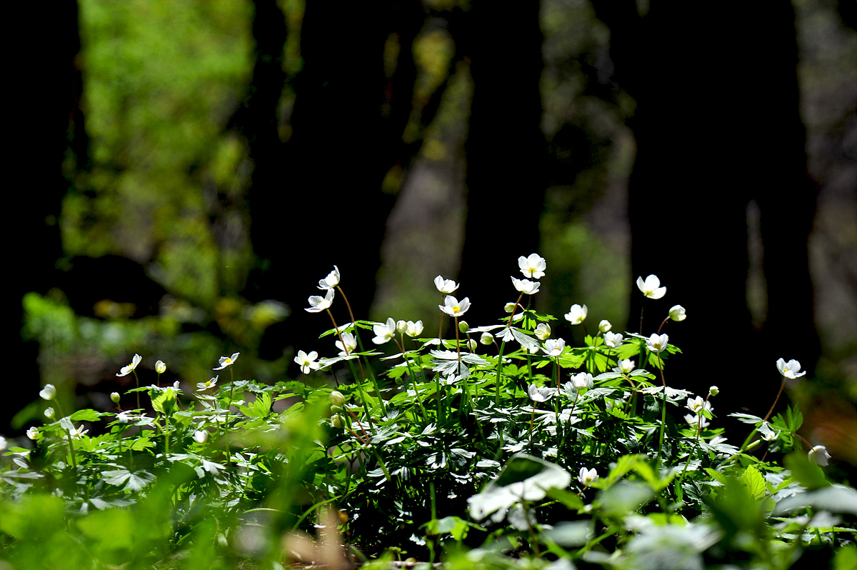 DSC_5601s.jpg