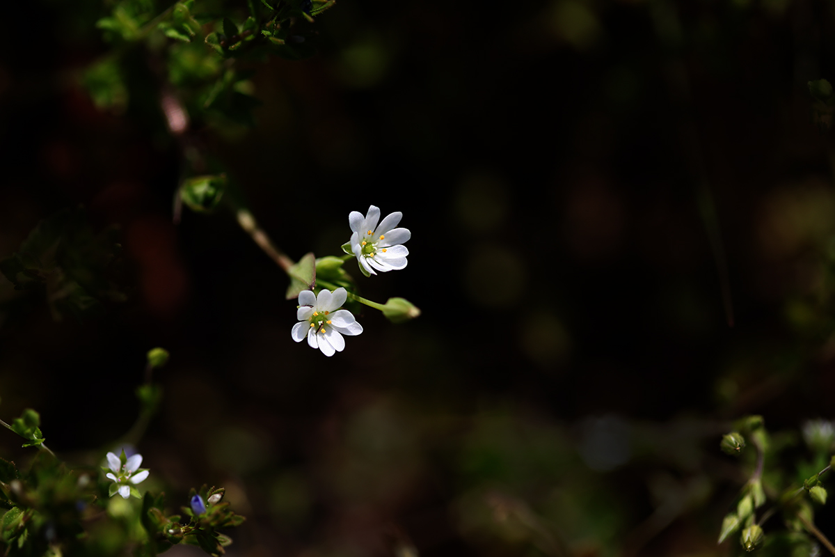 IMG_0027a.jpg