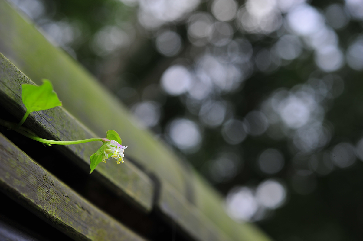 DSC_5248.jpg