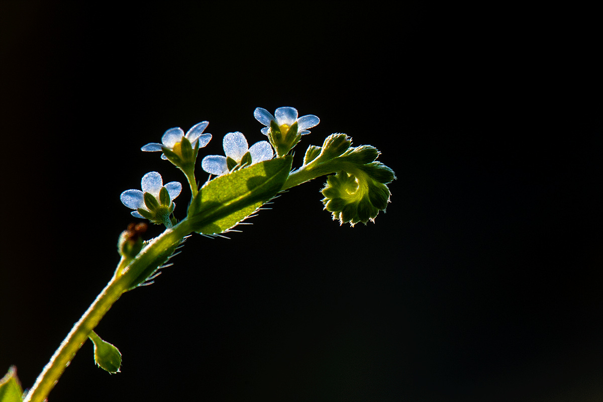 DSC_6869aa.jpg