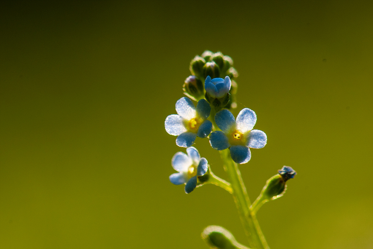 DSC_6889a.jpg
