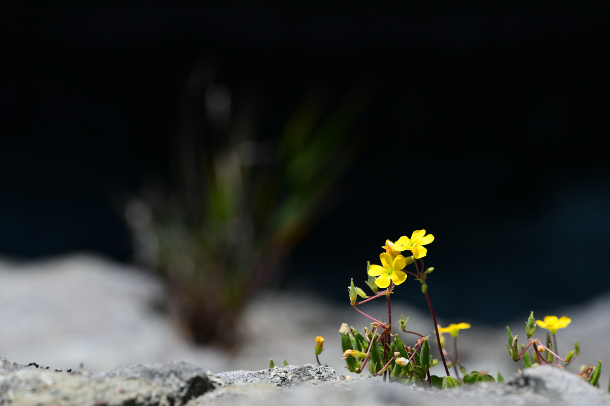 DSC_6080.jpg