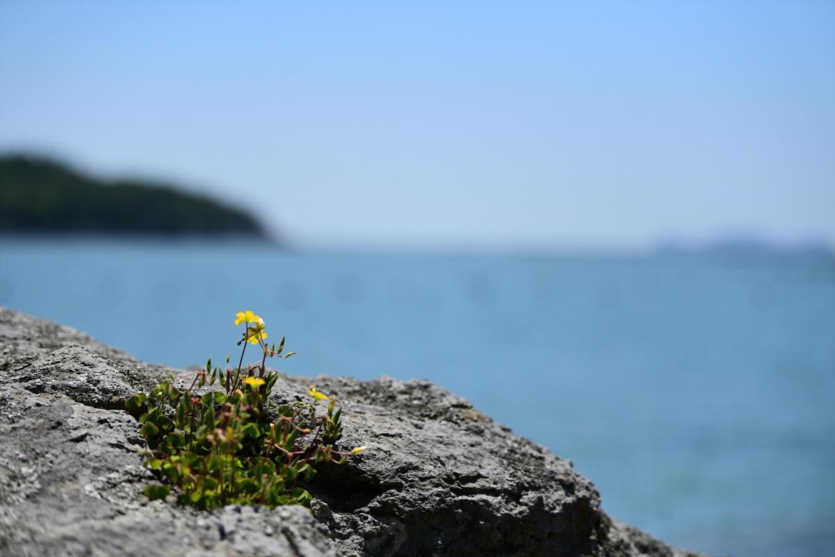 DSC_6072.jpg