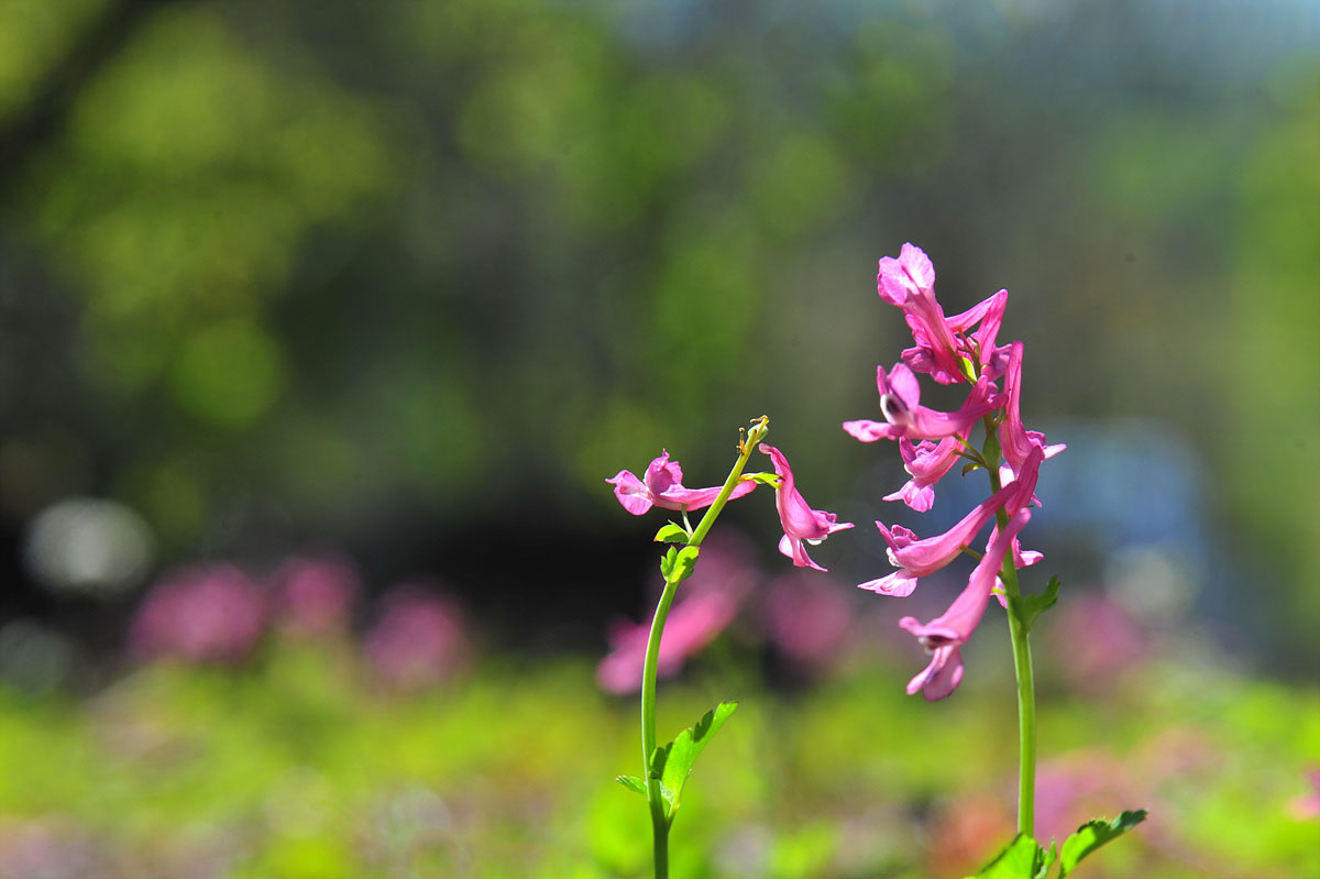 DSC_5729ss.jpg