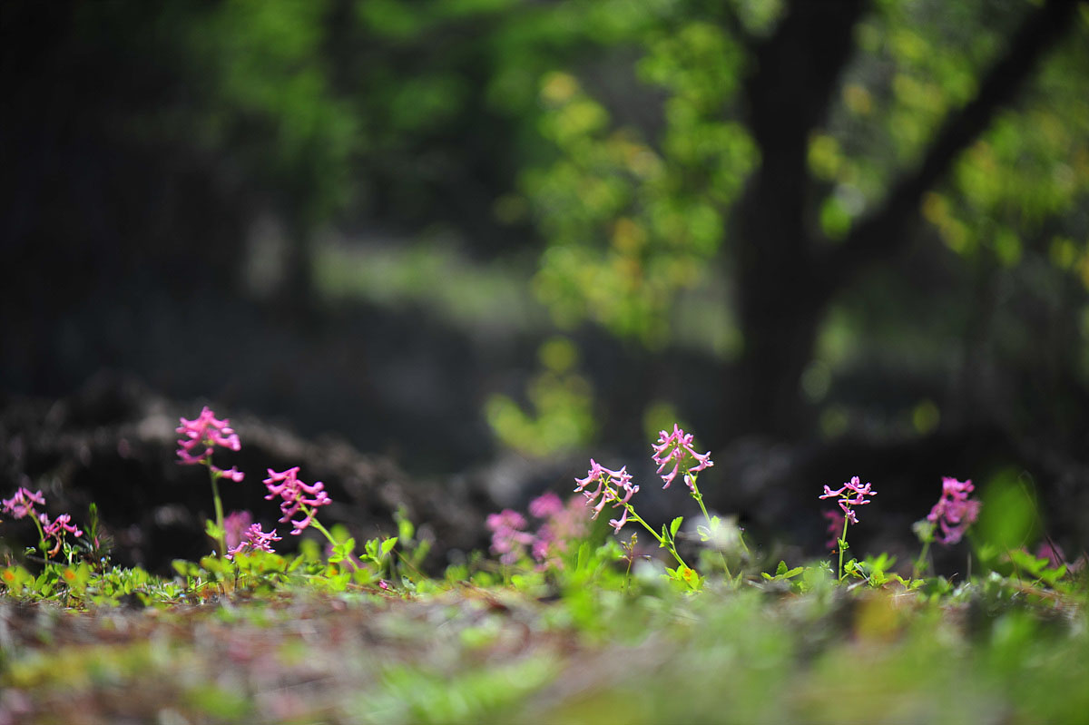 DSC_5713ss.jpg
