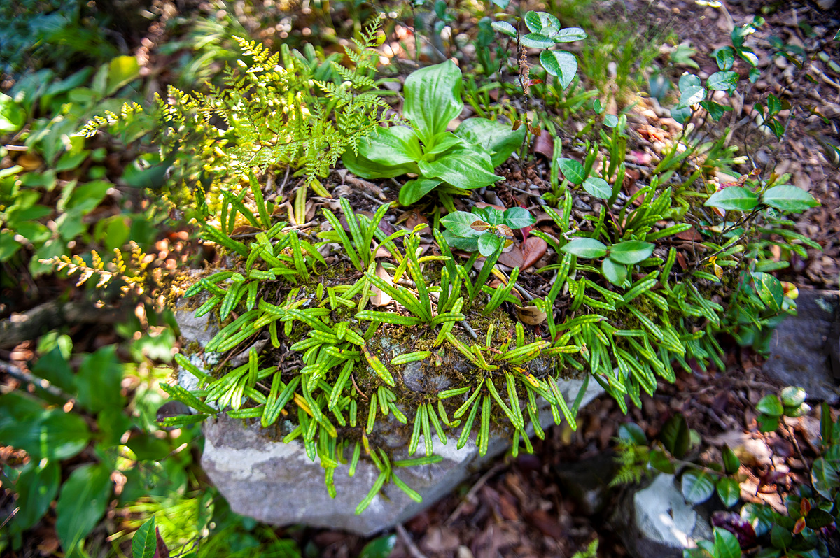 DSC_8252a.jpg