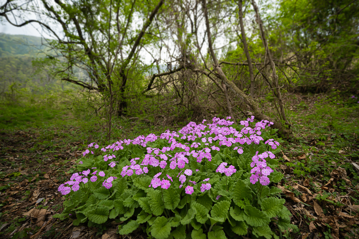 DSC_2444.jpg