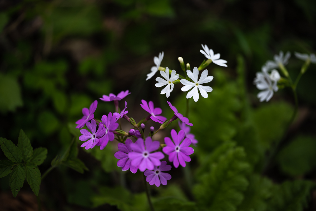 DSC_2470.jpg