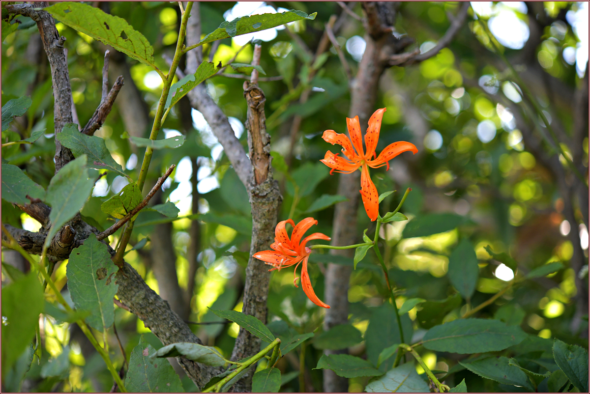 DSC_5169.jpg
