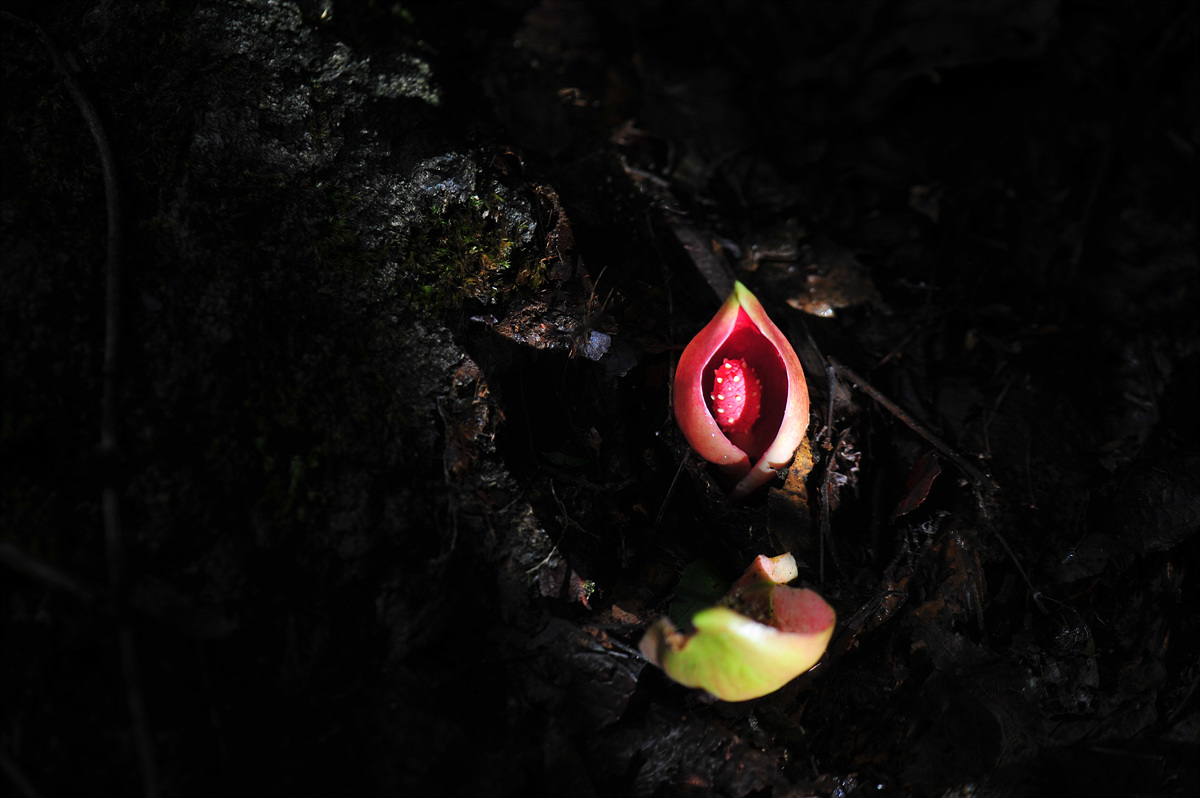 DSC_9669aaa.jpg