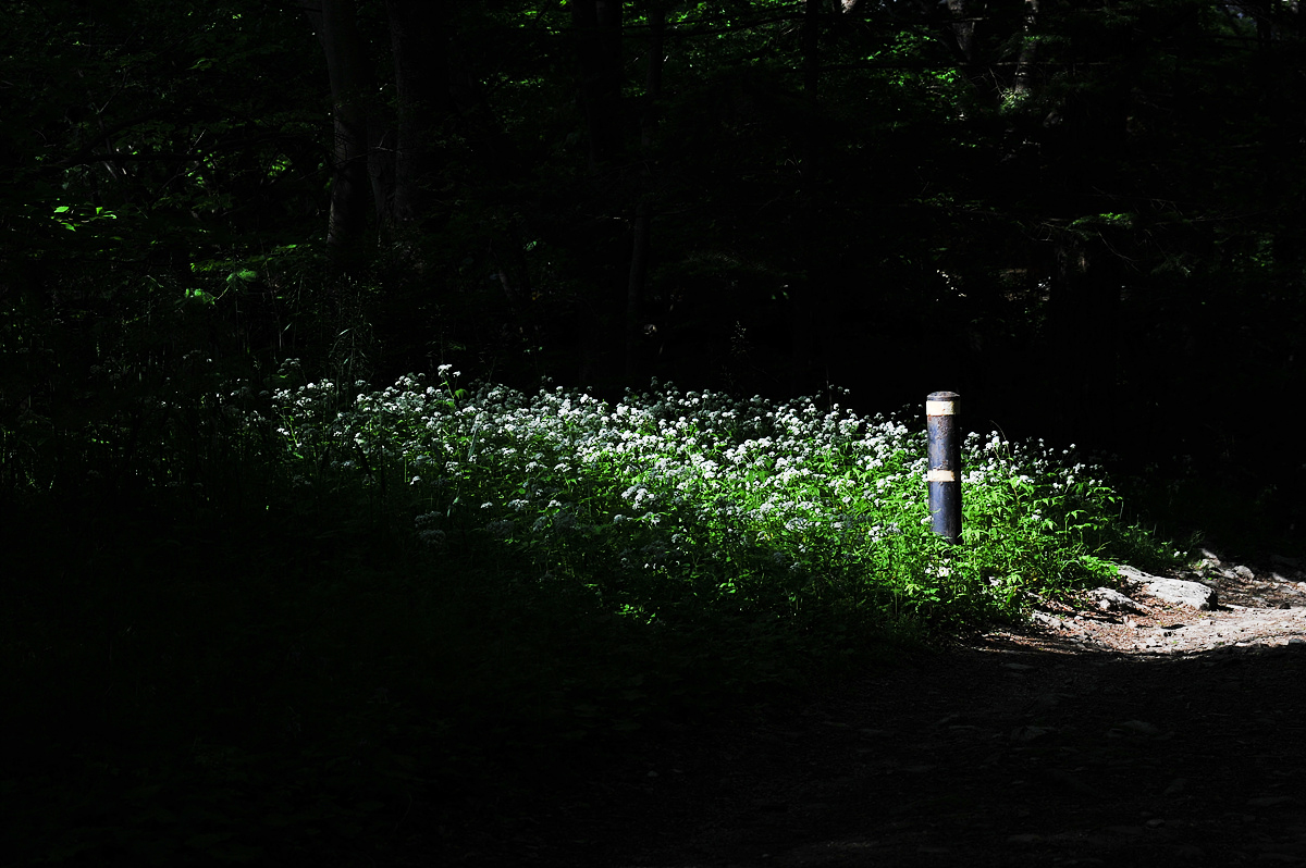 DSC_8161aa.jpg