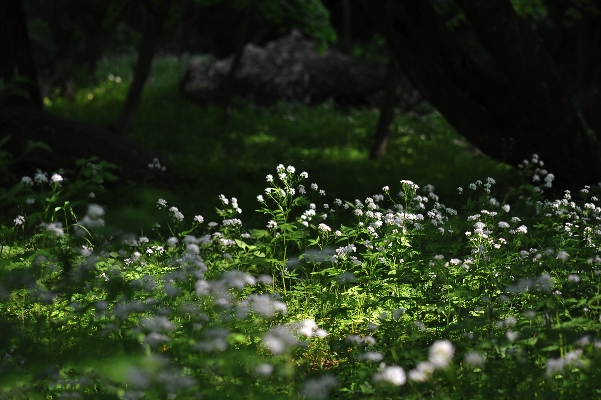 DSC_8035aa.jpg