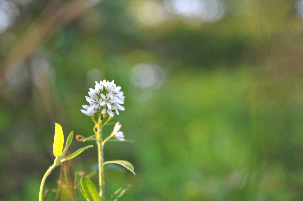 DSC_5452s.gif