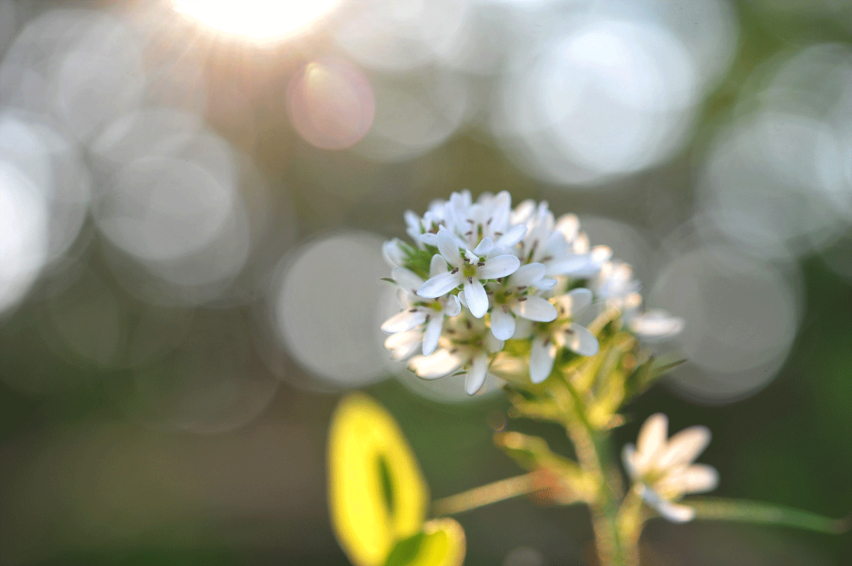 DSC_5448a.gif