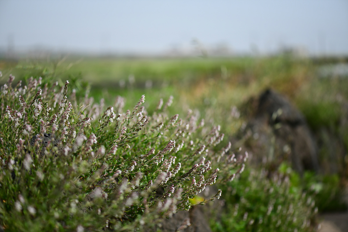 DSC_4829sss.jpg