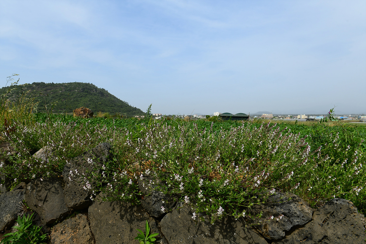 DSC_4835xss.jpg
