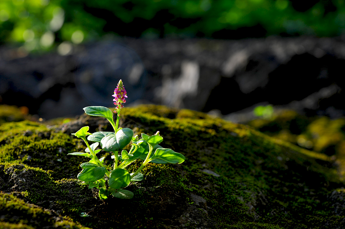 DSC_1497a.jpg
