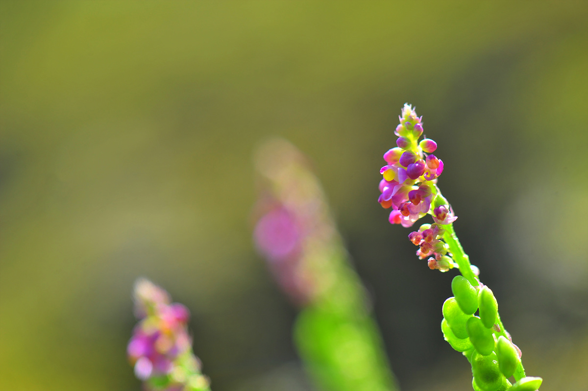 DSC_1408s.jpg