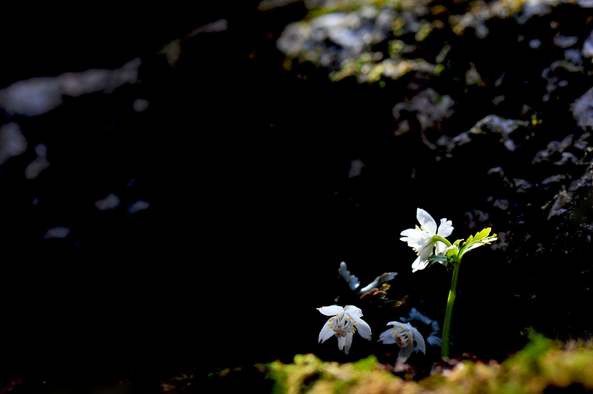 DSC_2863s.jpg