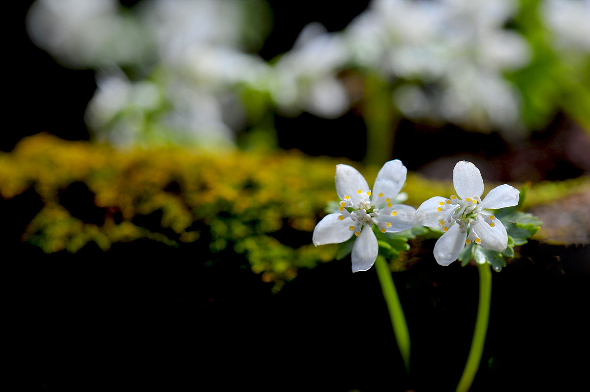 DSC_2917a.jpg